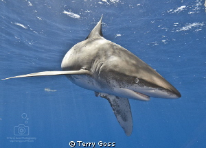 "Strike a pose" - the absolutely beautiful oceanic whitet... by Terry Goss 